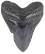 Fossil Megalodon Tooth - Georgia #55669-1